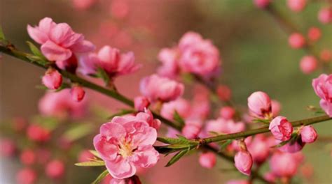 什麼是桃花|桃花的花語和代表意義